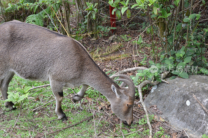 野生山羊Nilgiri Tahr